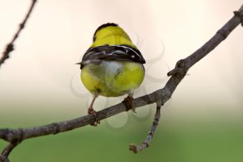American Goldfinch perched on branch