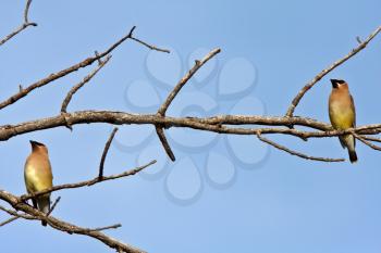 Cedar Waxwings in tree
