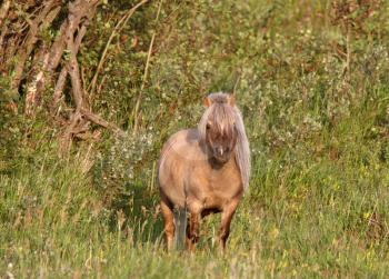 Shetland Pony colt in pasture