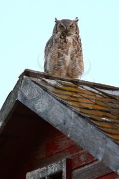 Great Horned Owl fledgling on roof