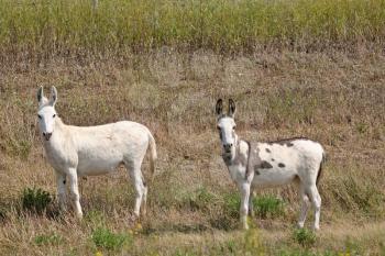Two young mules in a roadside ditch