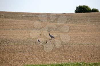 Sandhill Crane (Grus canadensis) is a tall, gray heronlike bird. Adults are gray; they have a red crown, white cheeks and a long dark pointed bill. They have long dark legs which trail behind in fligh