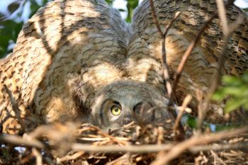 Great Horned Owl (Bubo virginianus) is a very large owl of the bird family Strigidae. They are 56 cm or 22 inches in length and have a wingspan of 91-152 cm or 35-59 inches. Adults have large ear tuft
