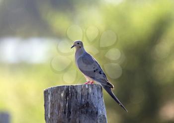 Mourning Dove on Post blurred Background Canada