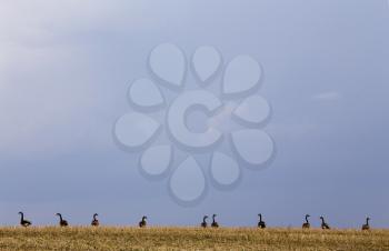 Canada Geese Prairies on a hill Saskatchewan