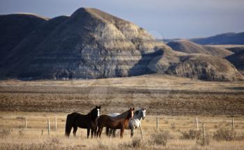Badlands Canada Saskatchewan Big Muddy horses in pasture