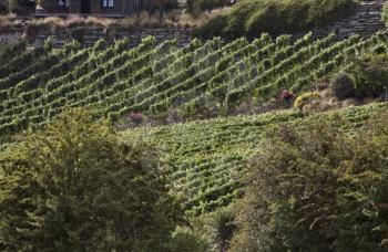 Winery Queenstown New Zealand rows of grape vines