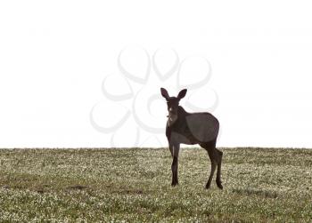 Prairie Moose Canada in an open field