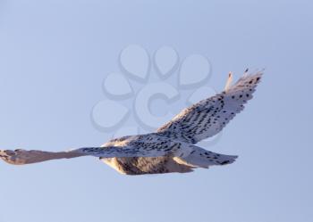 Snowy Owl in Flight in Winter Saskatchewan Canada