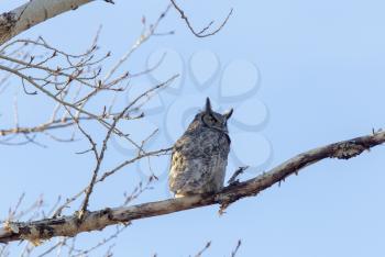 Great Horned Owl on tree branch Saskatchewan