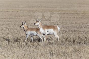 Prairie Pronghorn Antelope In Spring Saskatcherwan Canada