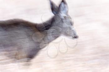 Deer in Motion panned blurred movement image Canada