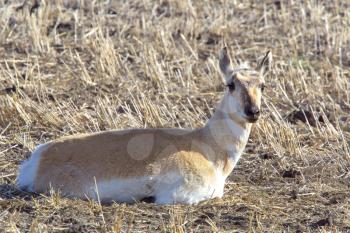 Pronghorn Antelope Prairie Laying in Farmers Field