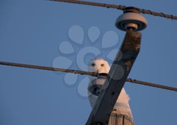 Snowy Owl on Pole winter in Saskatchewan Canada