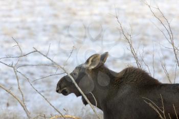 Prairie Moose Saskatchewan Canada cow calf trees