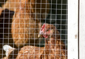 Caged Chickens rural farm