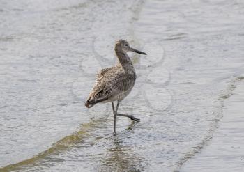 Godwit Saskatchewan Canada shorebird migration feeding pond
