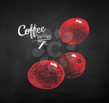 Vector chalk drawn sketche of whole coffee berries on chalkboard background.
