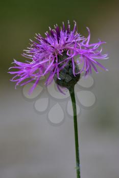 centaurea scabiosa jacea composite violet flower