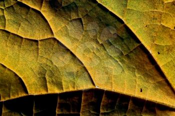 yellow  leaf whit a light in autumn 