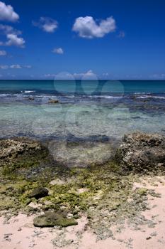 beach rock and stone in  republica dominicana