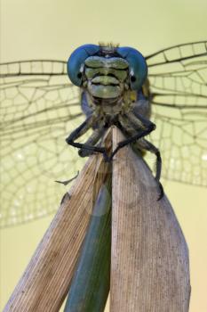 front of  wild  yellow black dragonfly anax imperator on a wood leaf  in the bush