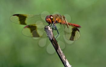 front of wild red dragonfly on a wood branch  in the bush