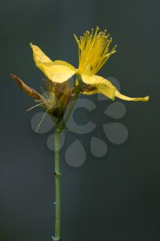 close up of yellow hypericum perforatum guttifere