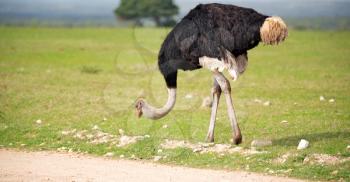 blur in south africa   mlilwane wildlife  nature  reserve and  wild ostrich