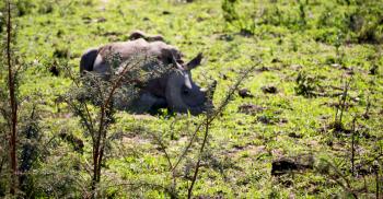 blur in south africa   kruger  wildlife    nature  reserve and  wild rhinoceros