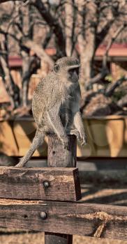 blur in south africa   kruger  wildlife  nature  reserve and  wild monkey