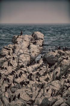 blur in south africa   betty's bay wildlife  nature  reserve birds  penguin and rocks