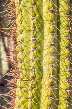 blur  in  south africa  abstract leaf of  cactus plant and light