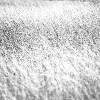 blur in  south africa  abstract grass like background texture