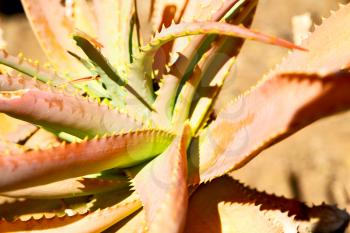 blur  in  south africa  abstract leaf of cactus plant and light
