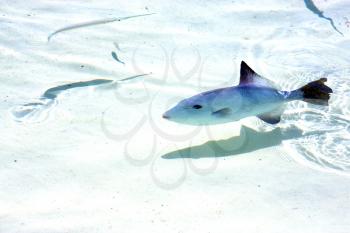 little fish   isla contoy         in mexico froath and    foam  the sea drop sunny day  wave