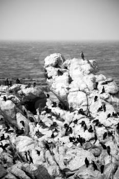 blur in south africa   betty's bay wildlife  nature  reserve birds  penguin and rocks