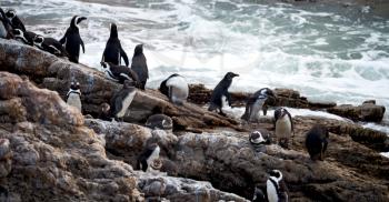 blur in south africa   betty's bay wildlife  nature  reserve birds  penguin and rocks