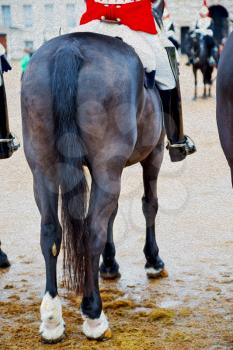 in london england horse and cavalry for     the queen