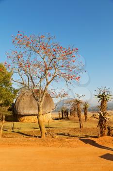 blur in swaziland   mlilwane wildlife   nature  reserve mountain and tree