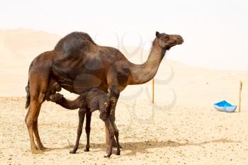  free  dromedary near the sky in oman  empty quarter of desert    