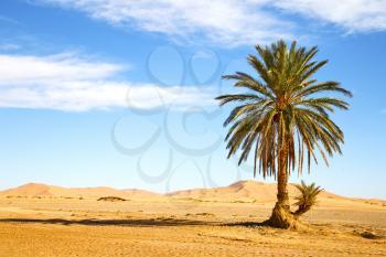 palm in the  desert oasi morocco sahara africa dune