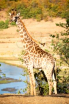 blur in south africa   kruger  wildlife    nature  reserve and  wild giraffe