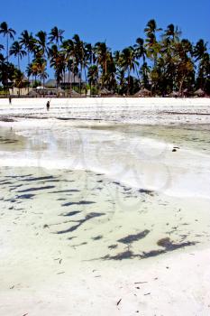zanzibar   beach  seaweed in indian ocean tanzania       sand isle   sky and boat

