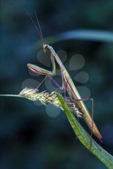 mantodea  close up of wild side of praying mantis on a green brown branch in the flowering bush