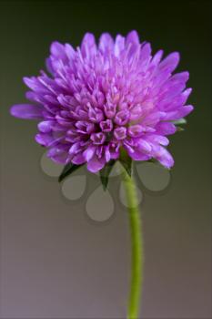  dispsacacea labiate mentha aquatica scabioso violet flower