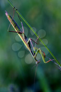 mantodea  close up of wild side of praying mantis on a green brown branch in the bush