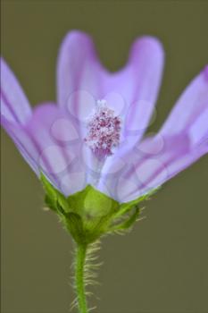 violet flower malva alcea moschata sylvestris lavatea arborea  punctata  thuringiaca
 malvacee trimestris 