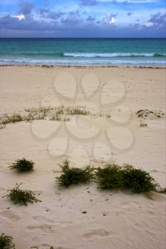 tropical lagoon hill navigable  froth cloudy  sea weed  and coastline in mexico playa del carmen
