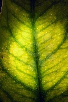 abstract macro close up of a green leaf and his veins in the light background